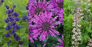 No flopping, unlike some panicle hydrangeas! 10 Beautiful Perennials By Proven Winners English Gardens