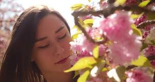 235 Paris Cherry Blossoms Stock Video Footage