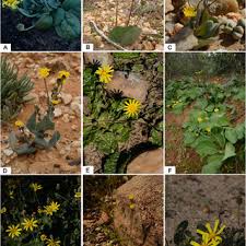 Image result for Pancovia golungensis