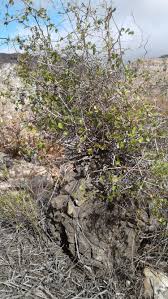 Image result for Allocassine laurifolia