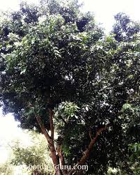 Image result for Baikiaea