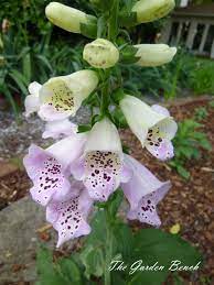 Foxgloves flowers sun or shade. Foxgloves For Sun Or Shade The Garden Bench