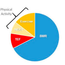 How To Estimate Your Total Daily Energy Expenditure Fitness Liberty
