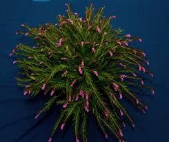 Image result for Schizochilus