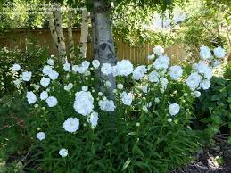 Pin On White Garden Idea