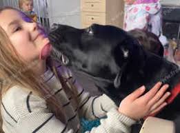 Labrador Retrievers Puppies and Dogs for sale in Alfreton