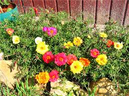 Replant one purslane plant every 8. Purslane Swing Rose Planting And Care Purslane Growing From Seeds Planting Care Recipes For Cooking