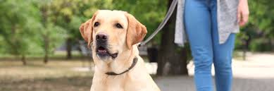 Rabbits can eat grass, including timothy, wheatgrass, crabgrass, oats, among others. Why Does My Dog Eat Grass Greencross Vets