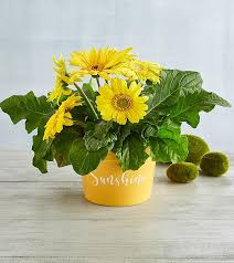 Potted easter flowers near me. Easter Plants Flowers Easter Flower Delivery Harry David
