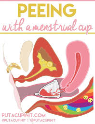 Peeing With A Menstrual Cup Menstrual Cup Menstrual Diva Cup
