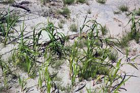 Image result for Anthoxanthum nivale