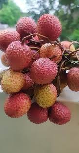 Litchi Lychee Lichi Lychee Vitamin C Nutrient