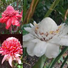 Image result for Etlingera