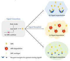 Microorganisms Free Full Text Quorum Sensing Regulation Of Antimicrobial Resistance In Bacteria Html