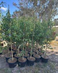 Image result for Pycreus permutatus