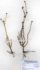 Image result for Portulaca foliosa