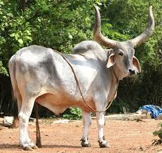 Picasa Web Albums Gougram Org Animals Breeds Of Cows Animals Wild