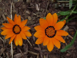 Image result for Gazania krebsiana