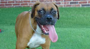 Find true love at hpa! Kriser S Pet Store Opening In The Heights 365 Things To Do In Houston