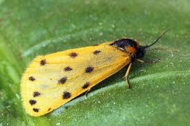 Image result for Setina roscida