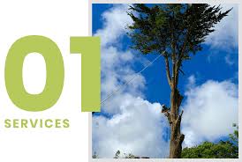 We did not find results for: Arbology Tree Services