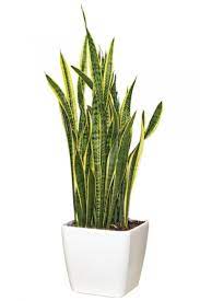 Plant Mother In Law Tongue Or Snake Plant Plants Mother In Law Tongue Snake Plant