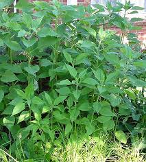 And on top, maybe some fried sage leaves or. Jerusalem Artichoke Helianthus Tuberosus Feedipedia