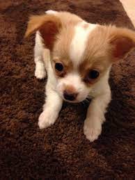 Feel free to browse hundreds of active classified puppy. 12 Chihuahua Chinese Crested Mix Ideas Chinese Crested Chihuahua Chihuahua Mix