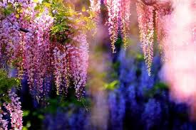 There, both physical and chemical cues tell the vine 'this is it,' says wisteria. Wisteria Vine For The Patio Landscape A Magnificent Swirl Of Bright Colors