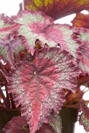 L'anthurium veitchii è caratterizzato da foglie cuoriformi con nervature infossate . 12 Piante Rosa Di Cui Ti Innamorerai
