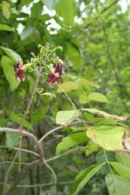 Image result for Markhamia zanzibarica