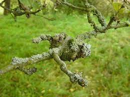 Fungus is one of the most common diseases which affect trees. Common Tree Fungus Identification And Treatment