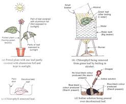 For plants, these basic needs are water, air, light, and nutrients which they get from the soil. Root Stem And Leaf Class 6 Getting To Know Plants