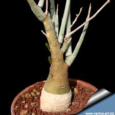 Image result for Adenia panduriformis