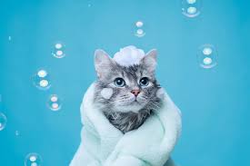 Kamu memiliki beberapa anak induk kucing akan memandikan anak kucing dengan cara menjilati seluruh tubuh anaknya. Tata Cara Memandikan Kucing Yang Perlu Kamu Lakukan Halaman All Kompas Com