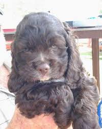 8,396 likes · 35 talking about this · 7 were here. Chocolate Ckc Registered Cocker Spaniel Puppies For Sale In Boaz Alabama Classified Americanlisted Com