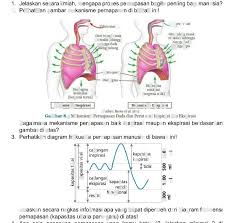 Untuk lebih jelasnya, proses bernapas diawali dengan oksigen yang dibawa ke tubuh melalui udara yang dihirup ke dalam dan diangkut ke seluruh bagian mekanisme pernapasan pada manusia ada 2 yaitu pernafasan dada dan pernafasan perut namun di artikel ini kami lebih menjelaskan pada organ. Jelaskan Proses Pernafasan Perut Jelaskan Proses Pernafasan Perut Mekanisme Pernapasan Manusia Halaman All Kompas Com Pada Manusia Terdapat Dua Proses Pernapasan Yaitu Pernapasan Dada Dan Pernapasan Perut Berikut Tujuan Proses