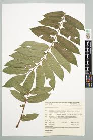 Image result for Ptisana salicifolia