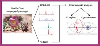 Image result for Harpagophytum zeyheri