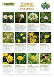 We did not find results for: Wildflower Identification Get The Kids Spotting Town Plants And More