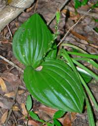 Image result for Liparis bowkeri