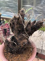 Image result for Xerophyta trichophylla