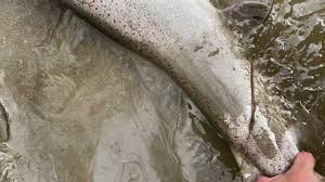 Semič contains a large number of hamlets, some of which used to be independent settlements. Mladica Rijeka Lim Youtube