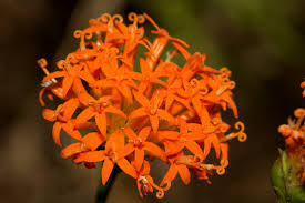 Image result for Hypericophyllum compositarum