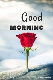Spicecomments.com has thousands of comments for facebook, twitter and myspace, funny photos, pictures with quotes of friendship, love cards, animated gifs, cute scraps, glitters and images with beautiful messages. 35 Best Good Morning Flowers Images Funzumo