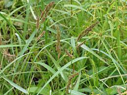 Image result for Echinochloa