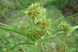 Image result for Cyperus karisimbiensis