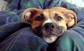 Guten morgen bilder hunde lustig gb bilder gb pics gastebuchbilder in 2020 guten morgen guten morgen bilder spruche guten morgen lustig. 15 Hunde Die Nur Sagen Wollen Guten Morgen Ich Liebe Dich 2021