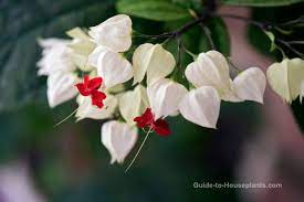 Heart shaped (larger than eximia) pendulous racemes to 9 long. Bleeding Heart Vine Aka Glorybower Clerodendrum Thomsoniae