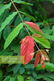 Image result for Combretum falcatum